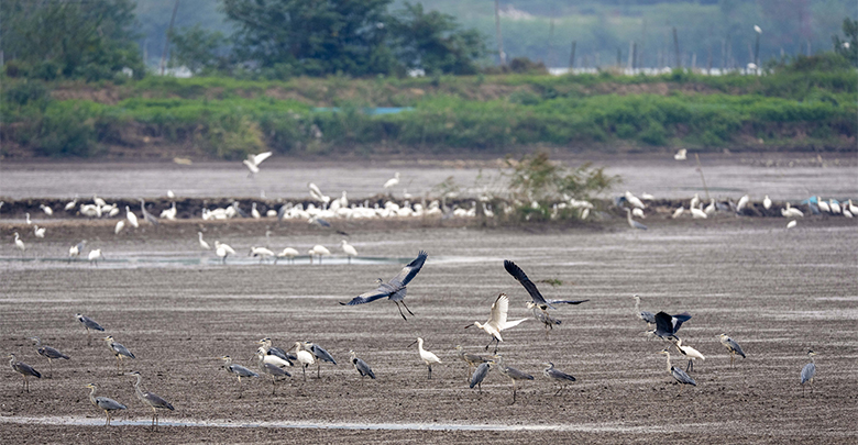 候鳥嬉戲 生態之美